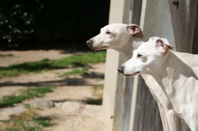 Galería de Bel Aghios Minos Du Domaine De Chanteloup