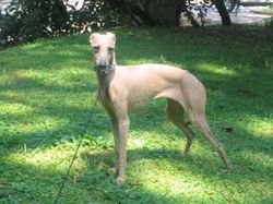 Galería de Aquarelle Des Princes De Kazan