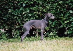 Galería de Erlkönig Vom Sausewind