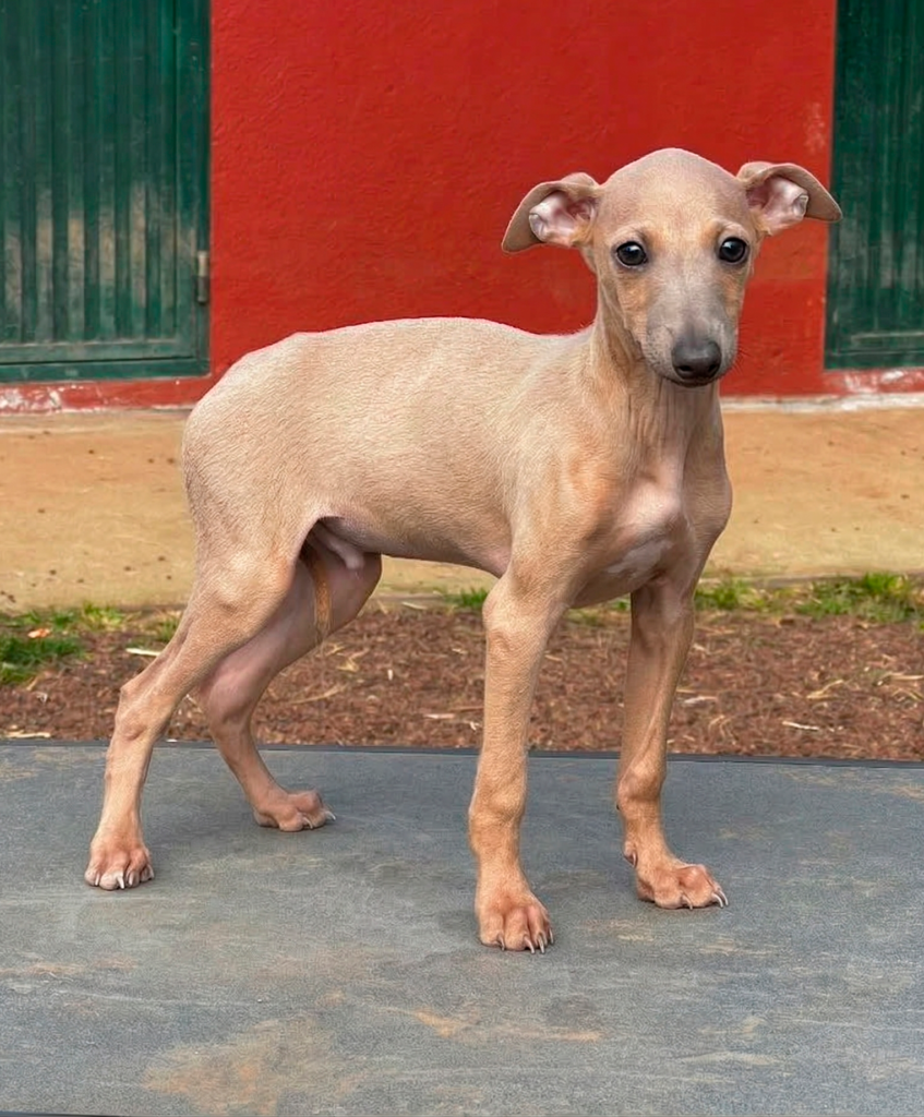 Galería de Fray de El Nieto