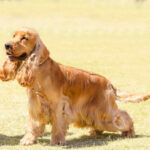 Cocker Spaniel Inglés