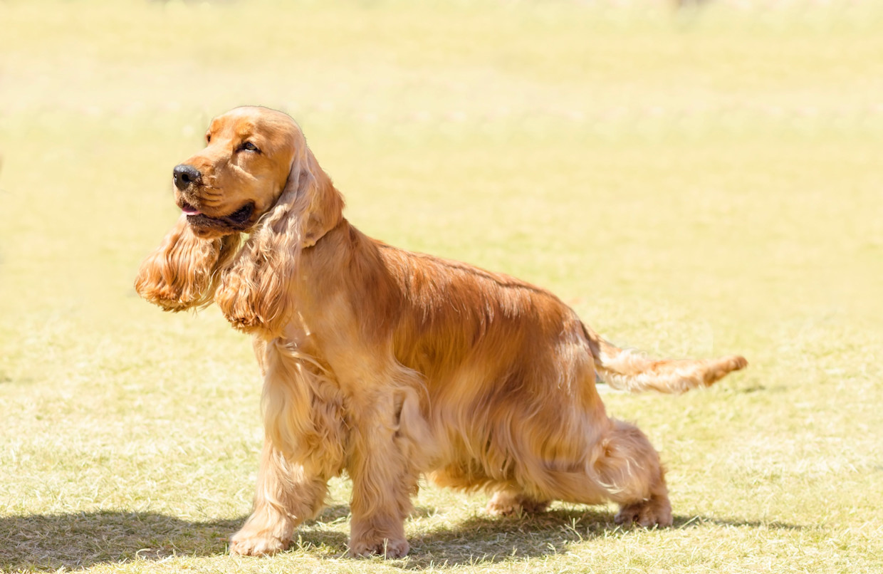 Cocker Spaniel Inglés