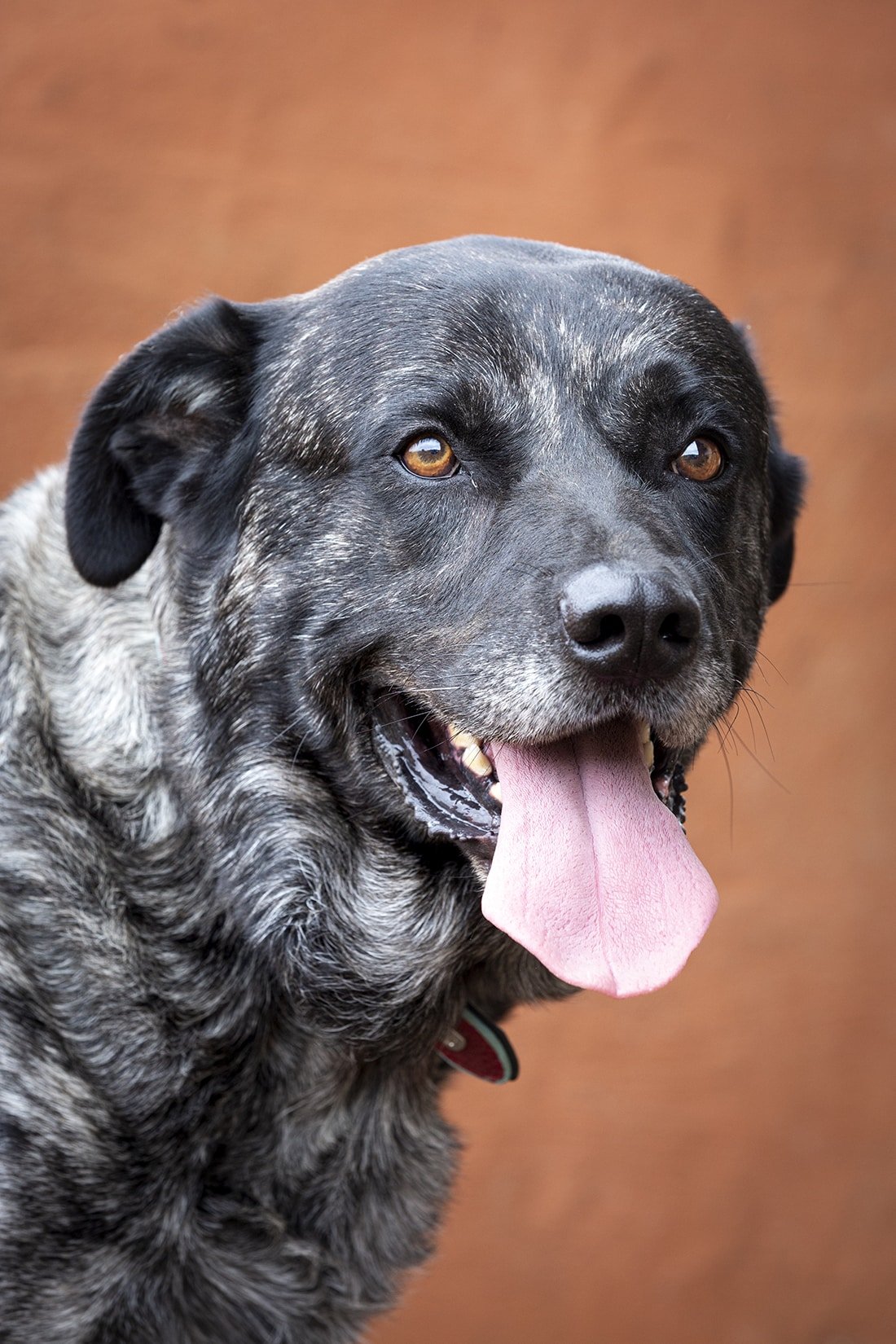 Perro de Ganado Majorero